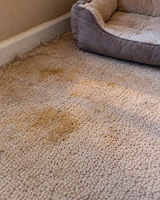 Example, before: pet stains beside a dog bed